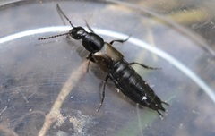 Philonthus carbonarius