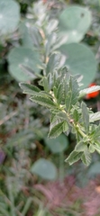 Lippia turbinata