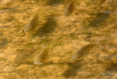 Sarotherodon melanotheron