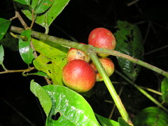 Myrciaria dubia