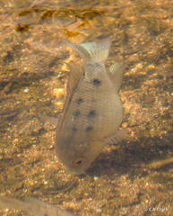 Sarotherodon melanotheron