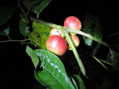 Myrciaria dubia
