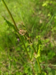 Rumex tuberosus