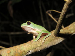 Phyllomedusa tarsius
