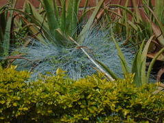 Festuca glauca