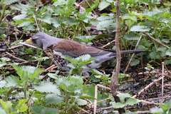 Turdus pilaris