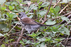 Turdus pilaris