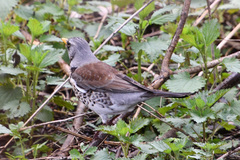 Turdus pilaris