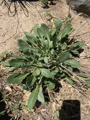 Berlandiera lyrata