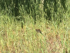Euphydryas chalcedona chalcedona