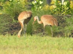 Grus canadensis image