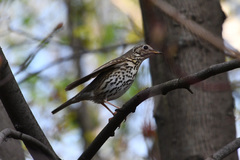 Turdus philomelos
