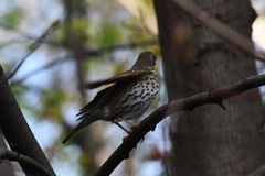 Turdus philomelos