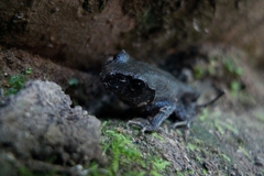 Leptobrachium