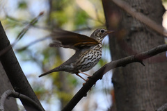 Turdus philomelos
