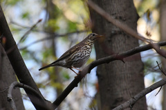 Turdus philomelos