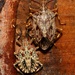 Coenomorpha nervosa - Photo (c) Joan Faiola,  זכויות יוצרים חלקיות (CC BY-NC), הועלה על ידי Joan Faiola