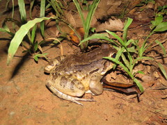 Leptodactylus vastus