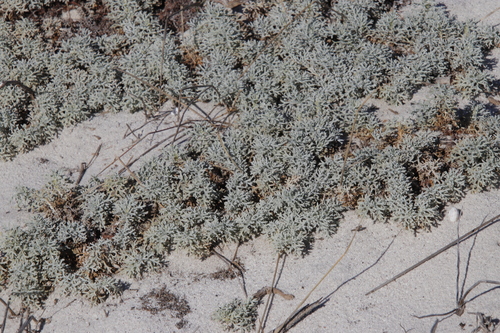 Image of Duiker-root by (c) Tony Rebelo, some rights reserved (CC BY-SA)