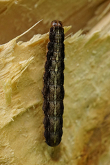 Apterogenum ypsillon