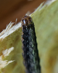 Apterogenum ypsillon