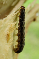 Apterogenum ypsillon