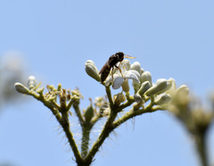 Steniolia scolopacea