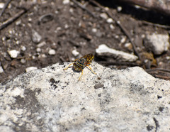 Steniolia scolopacea