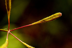 Osmorhiza depauperata