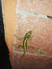 Anolis antonii