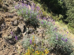 Lupinus albifrons collinus