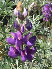 Lupinus albifrons collinus