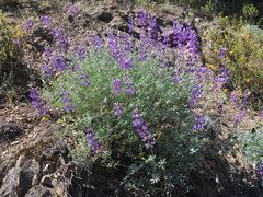 Lupinus albifrons collinus
