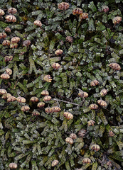 Marchantia macropora