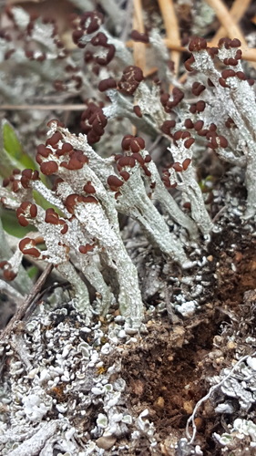 Puvėsinė šiurė nuotrauka