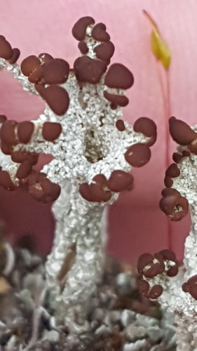 Puvėsinė šiurė nuotrauka