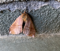 Ormiscodes cinnamomea