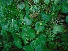 Hydrocotyle bonplandii