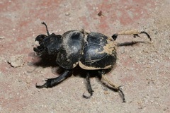 Lethrus apterus