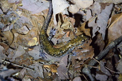 Plethodon petraeus
