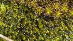 Bryum dichotomum