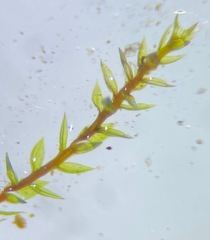 Bryum dichotomum