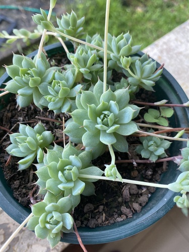 Graptopetalum macdougallii iNat (2)