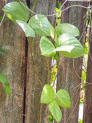Mucuna membranacea