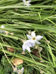 Ipheion