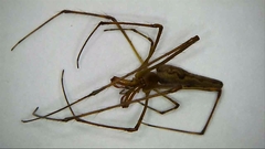 Tetragnatha versicolor