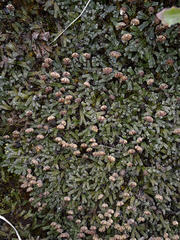 Marchantia macropora