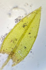 Bryum dichotomum