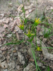 Gagea chrysantha