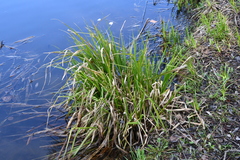 Carex pseudocyperus
